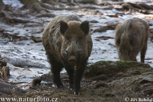 Diviak lesný (Sus scrofa)