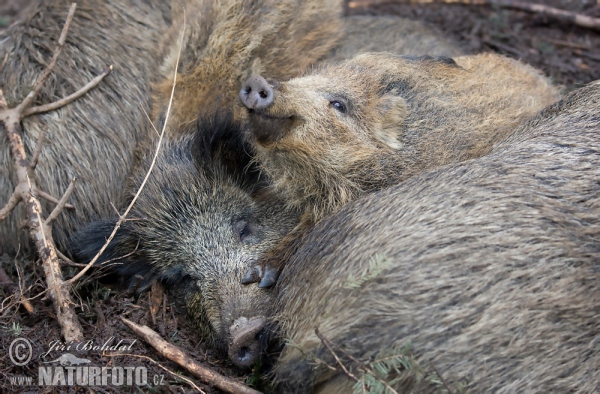 Diviak lesný (Sus scrofa)