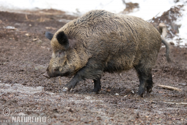 Diviak lesný (Sus scrofa)