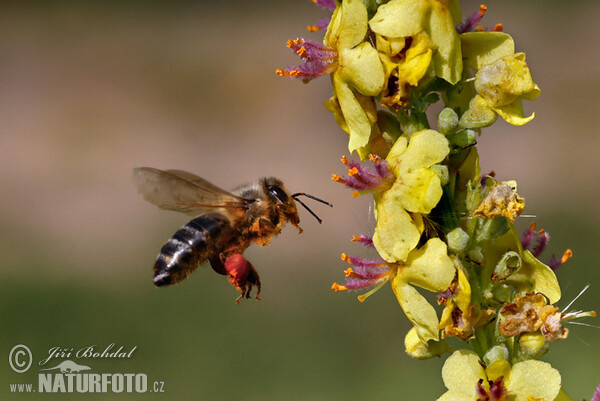 Divizna černá (Verbascum nigrum)