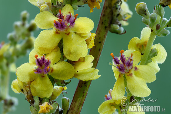 Divizna černá (Verbascum nigrum)