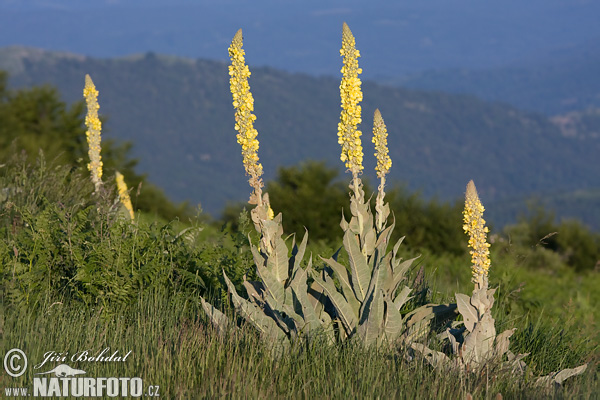 Divozel (Verbascum sp.)