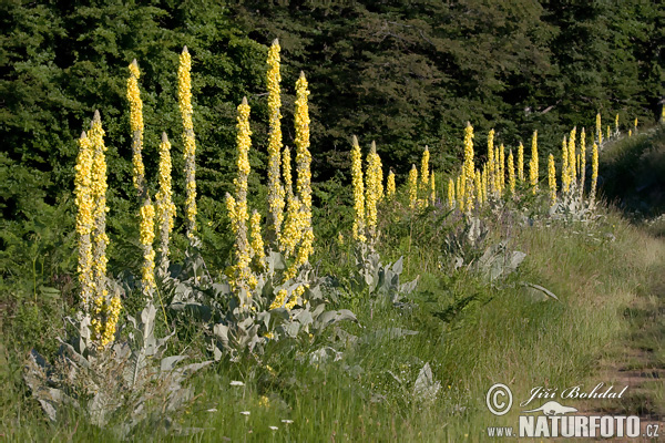 Divozel (Verbascum sp.)