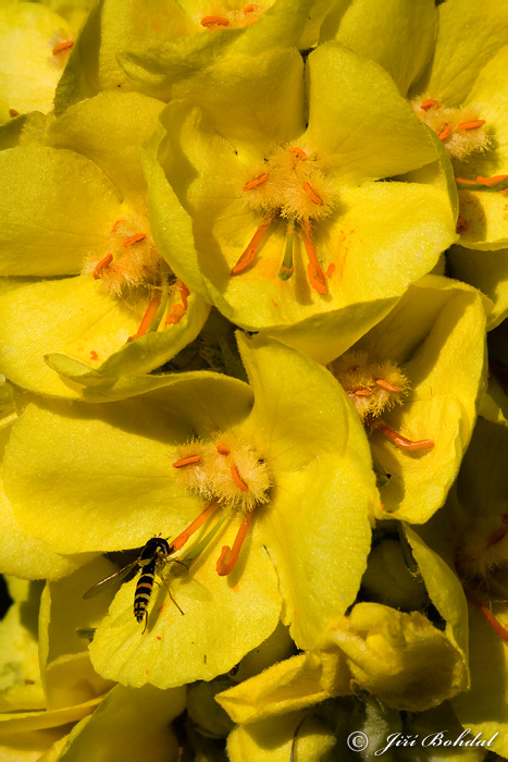 Divozel (Verbascum sp.)