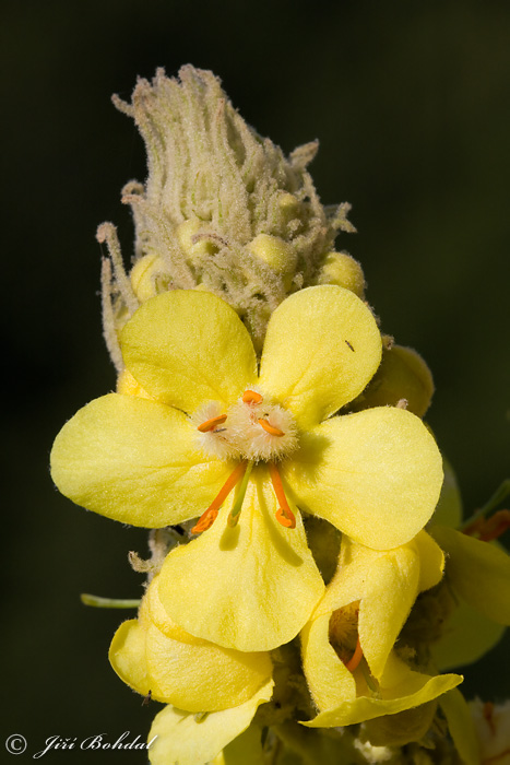 Divozel (Verbascum sp.)