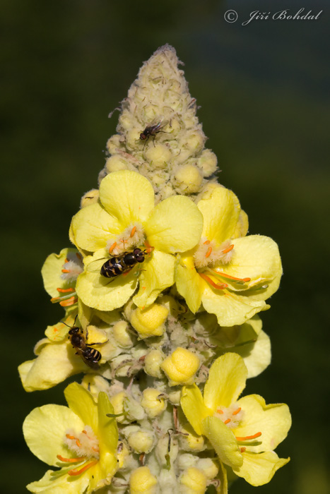 Divozel (Verbascum sp.)