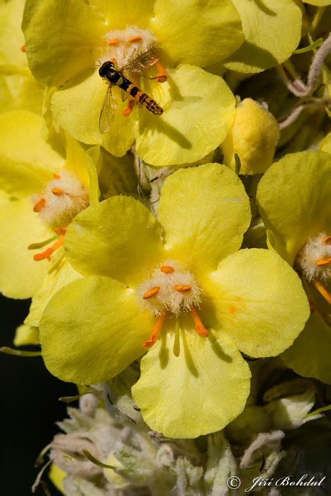 Divozel (Verbascum sp.)