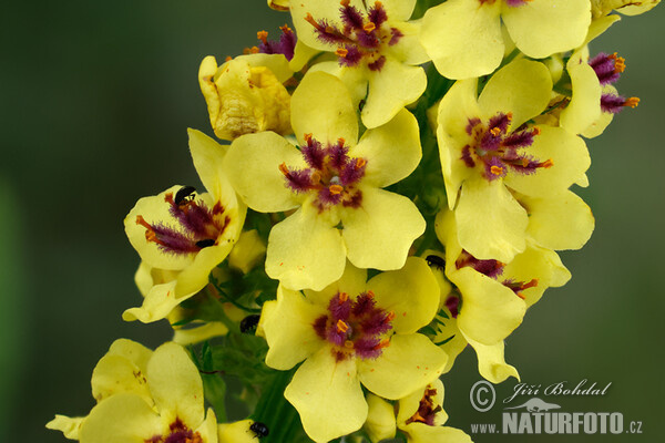 Divozel čierny (Verbascum nigrum)