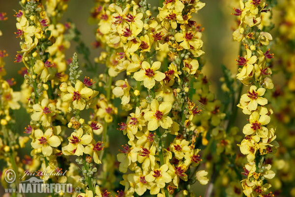 Divozel čierny (Verbascum nigrum)