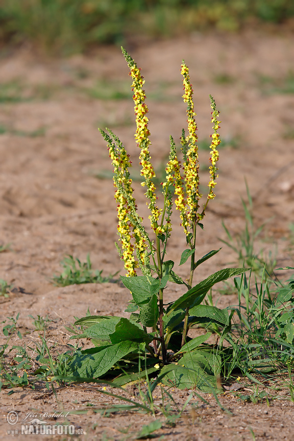 Divozel čierny (Verbascum nigrum)