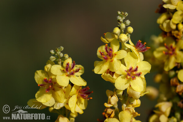 Divozel čierny (Verbascum nigrum)