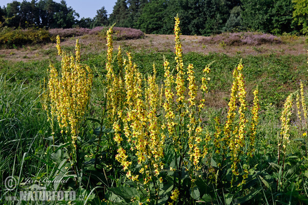 Divozel čierny (Verbascum nigrum)