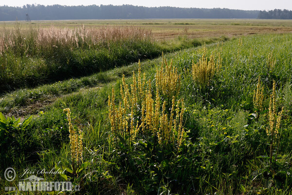Divozel čierny (Verbascum nigrum)