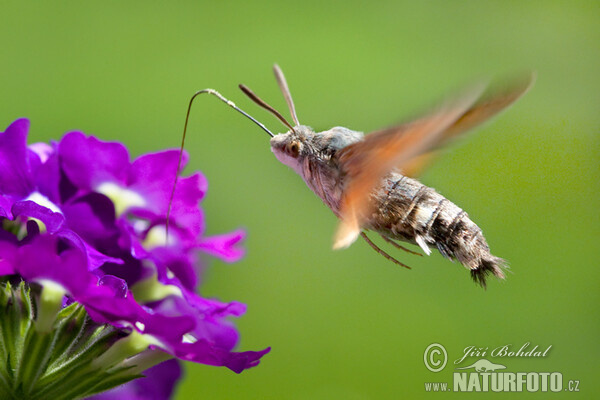 Dlouhozobka svízelová (Macroglossum stellatarum)