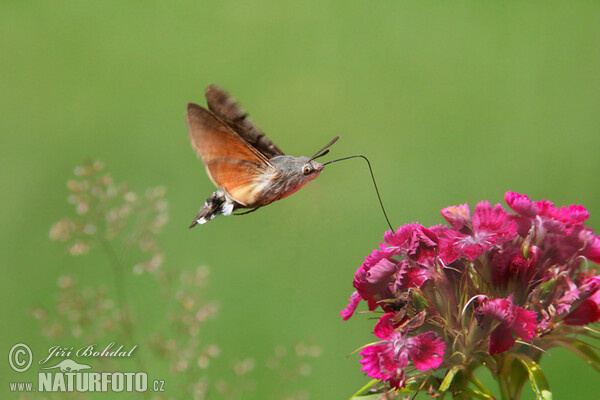 Dlouhozobka svízelová (Macroglossum stellatarum)