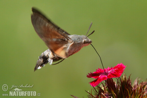 Dlouhozobka svízelová (Macroglossum stellatarum)