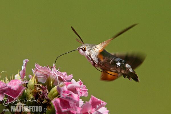 Dlouhozobka svízelová (Macroglossum stellatarum)