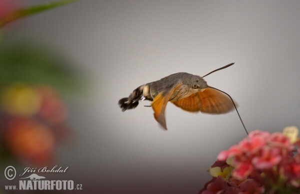 Dlouhozobka svízelová (Macroglossum stellatarum)