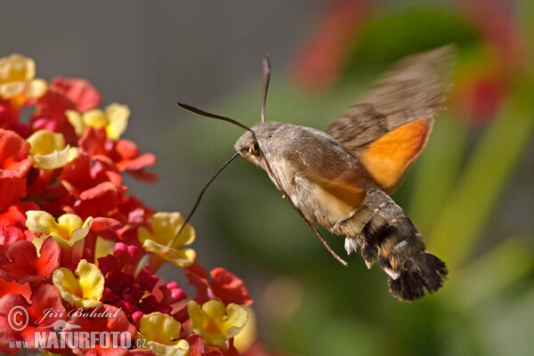 Dlouhozobka svízelová (Macroglossum stellatarum)