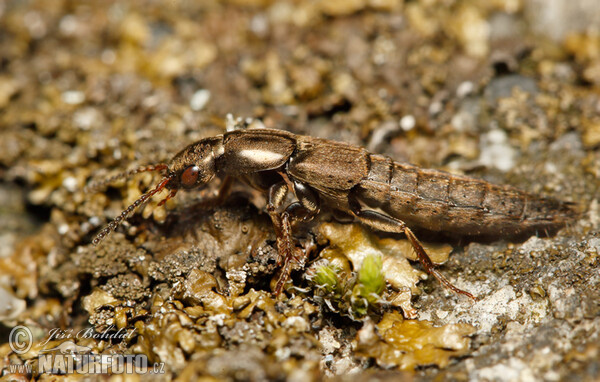 Drabčík (Ontholestes sp.)