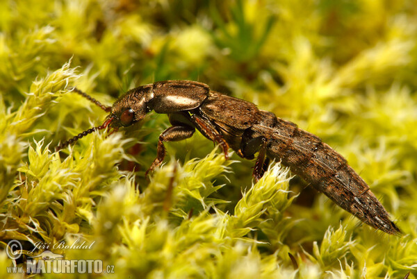 Drabčík (Ontholestes sp.)