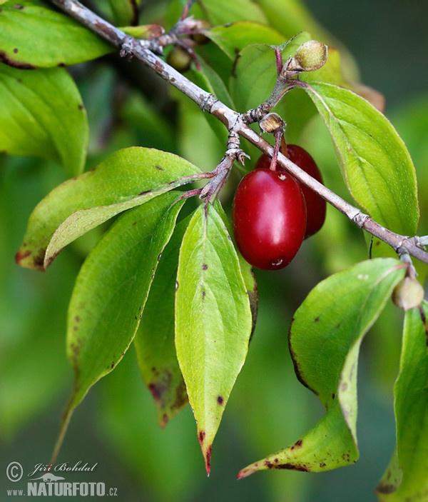 Drieň obyčajný (Cornus mas)