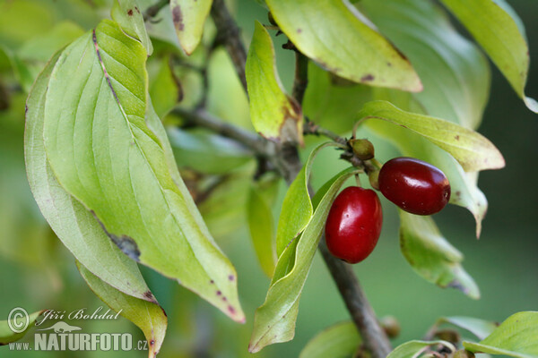 Drieň obyčajný (Cornus mas)