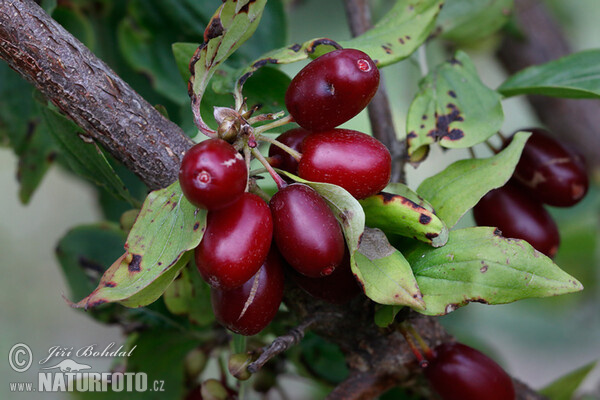 Drieň obyčajný (Cornus mas)