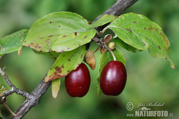 Drieň obyčajný (Cornus mas)