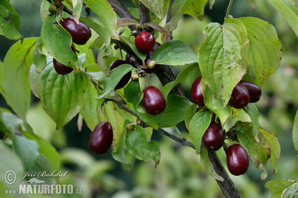 Drieň obyčajný (Cornus mas)