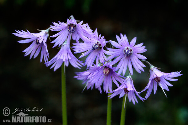 Dřípatka horská (Soldanella montana)