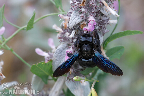 Drvodělka fialová (Xylocopa violacea)