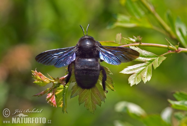 Drvodělka fialová (Xylocopa violacea)