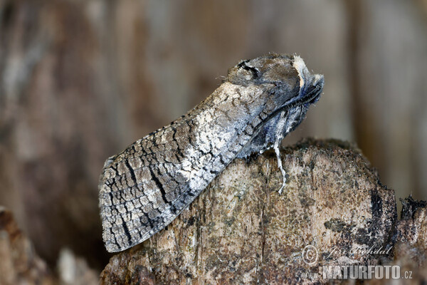 Drvopleň obecný (Cossus cossus)