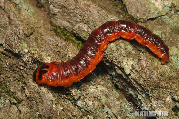 Drvopleň obecný - housenka (Cossus cossus)