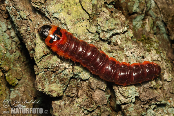 Drvopleň obecný - housenka (Cossus cossus)
