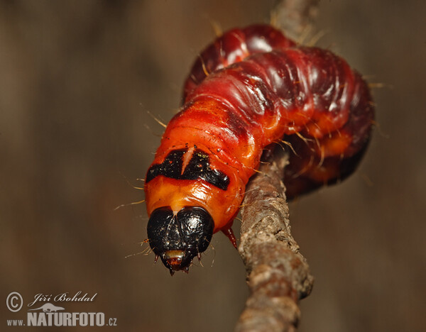 Drvopleň obecný - housenka (Cossus cossus)