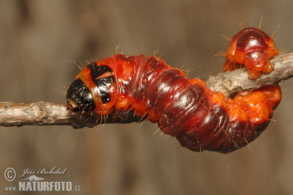 Drvopleň obecný - housenka (Cossus cossus)