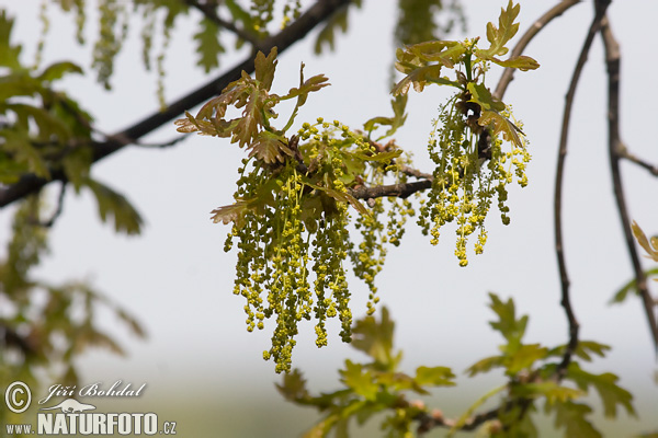 Dub letný (Quercus robur)