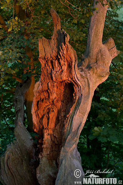 Dub letný (Quercus robur)