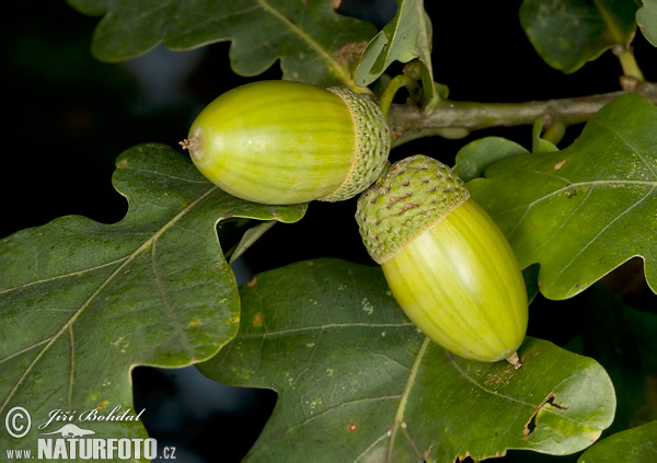 Dub letný (Quercus robur)