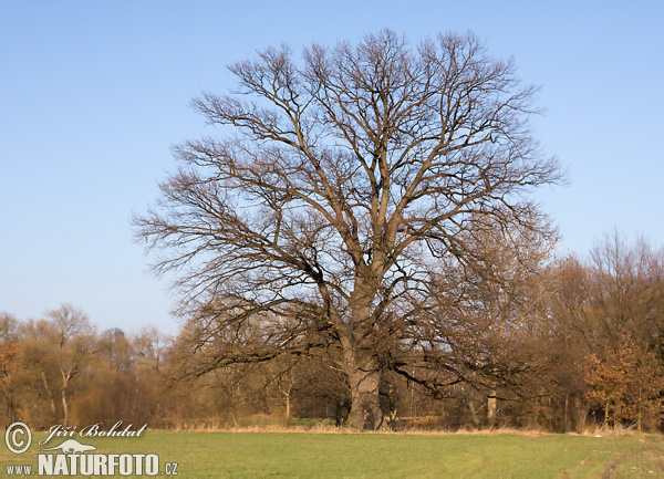 Dub letný (Quercus robur)