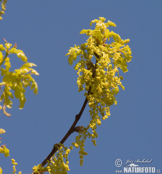 Dub letný (Quercus robur)