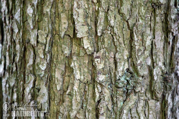 Dub zimní (Quercus petraea)