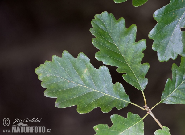 Dub zimní (Quercus petraea)