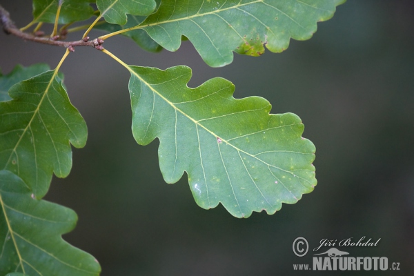 Dub zimní (Quercus petraea)