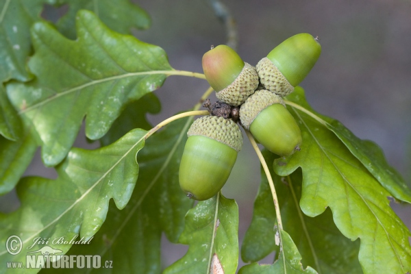 Dub zimní (Quercus petraea)