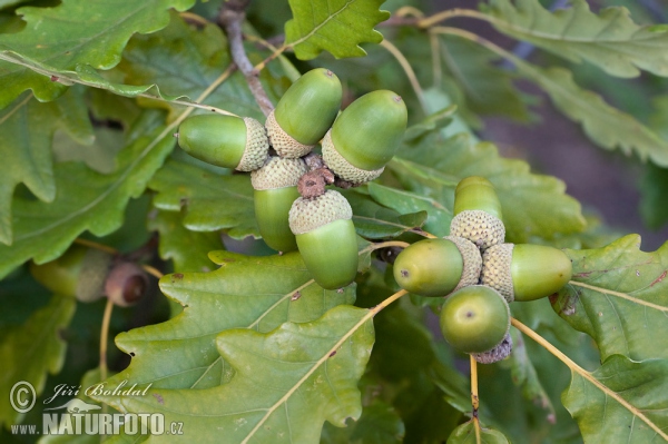 Dub zimní (Quercus petraea)