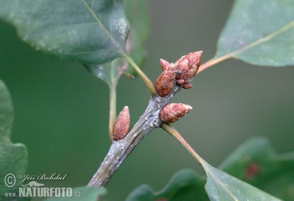 Dub zimní (Quercus petraea)