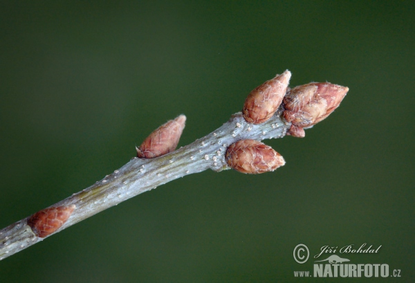 Dub zimní (Quercus petraea)